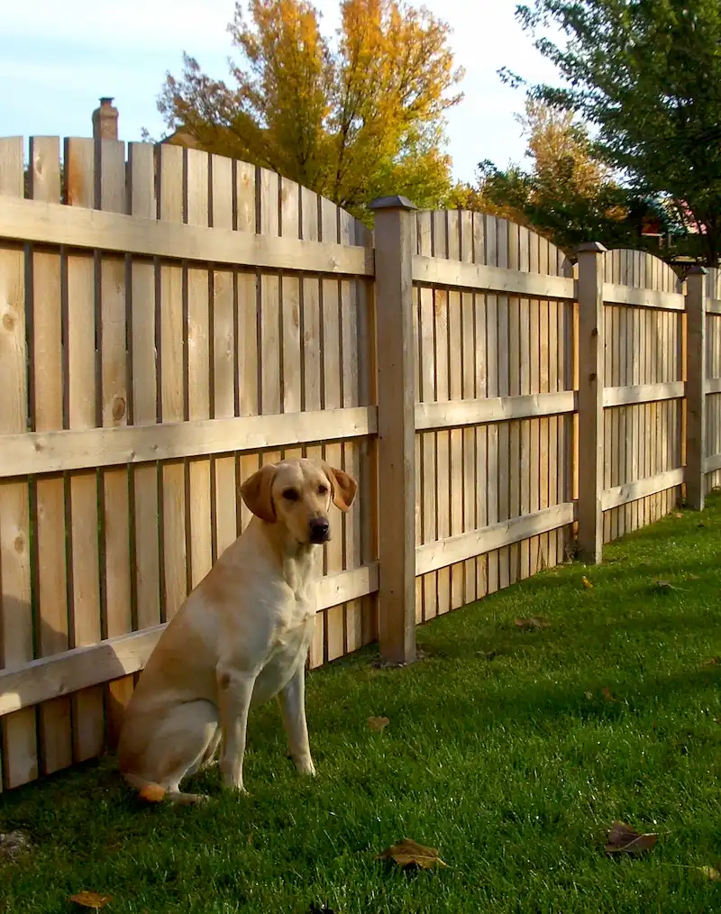 Dog resting safely near a new pet fence Concord NC