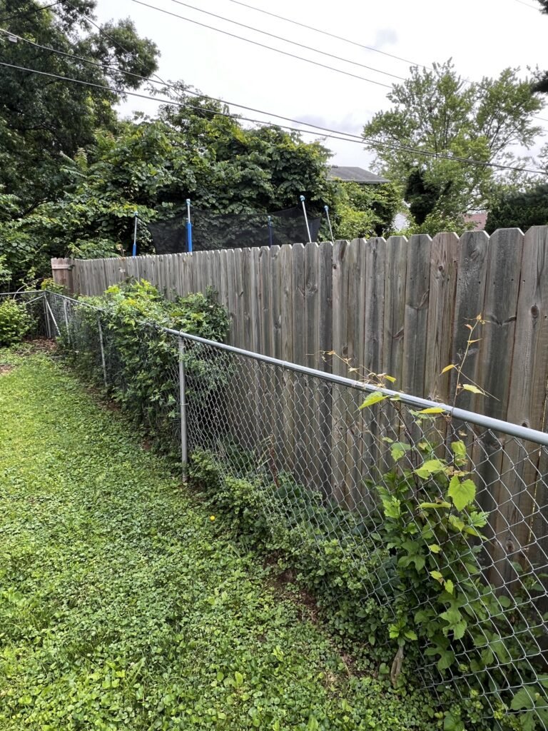 a chain link fence with vegetation over growth, next to an old wood privacy fence with a 1 foot space in between the fence lines