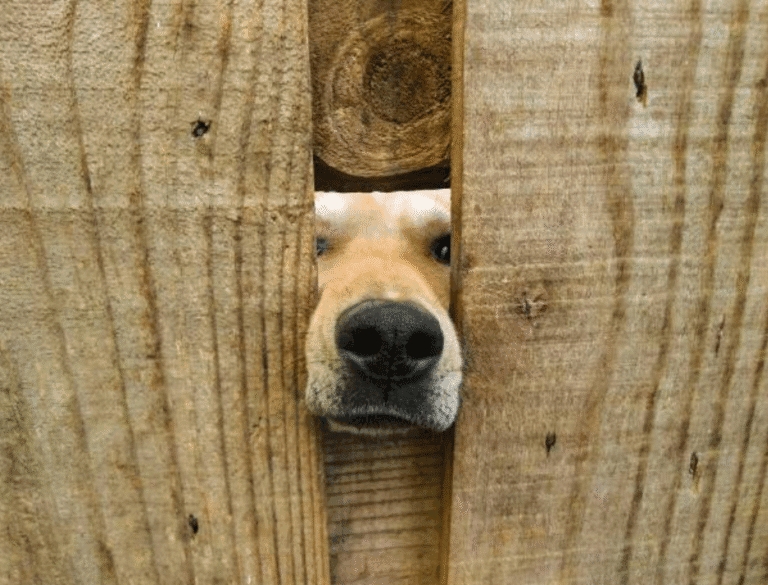 Dog playing safely behind a pet fence Concord NC backyard