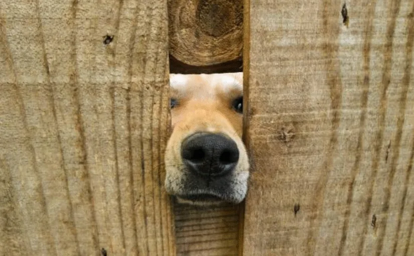 Dog playing safely behind a pet fence Concord NC backyard