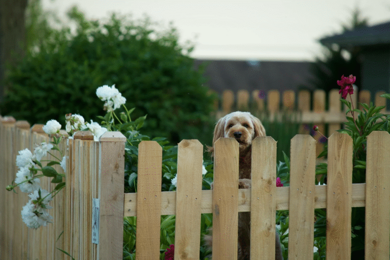 a dog standing up leaning on a wooden picket fence with white flowers growing on the side of the fence