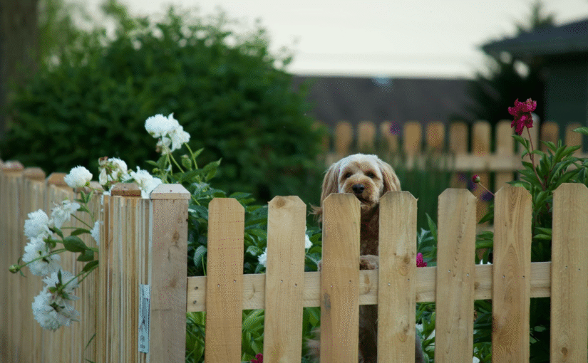 a dog standing up leaning on a wooden picket fence with white flowers growing on the side of the fence
