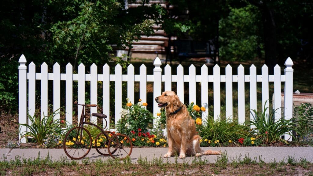 a golden retriever sitting in front of a white picket fence surrounded by seasonal flowers and an ornamental bicycle sitting beside it