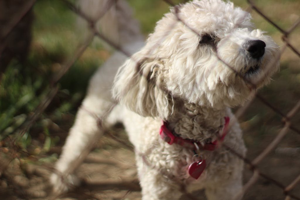 A cute poodle with a red collar gazes through a chain-link fence outdoors.