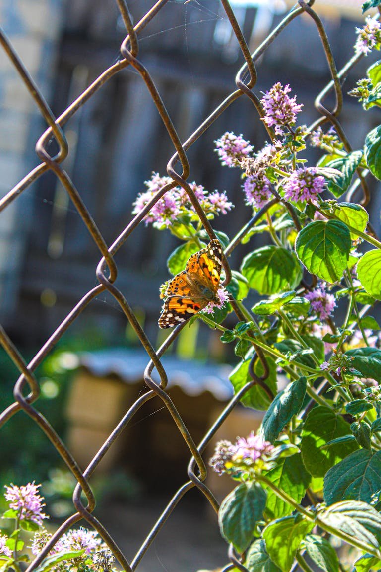 Close-up of a butterfly resting on vibrant flowers by a fence in a garden.