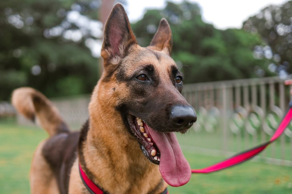 Playful German Shepherd with a pink leash and harness enjoying an outdoor walk.
